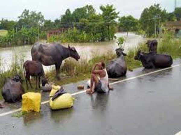 बिहार: बाढ़ के पानी के साथ-साथ बेजुबानों की चिंता, नहीं मिल पा रहा चारा